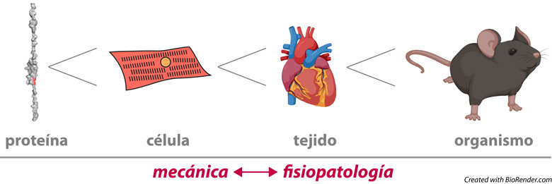 mecánica - fisiopatología