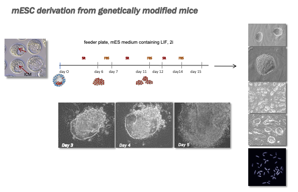 mESC derivation from genetically modified mice