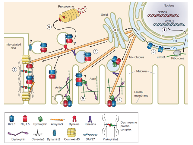 Molecular partners of trafficking and localization of NaV1.5 and Kir2.1 in the cardiac myocyte