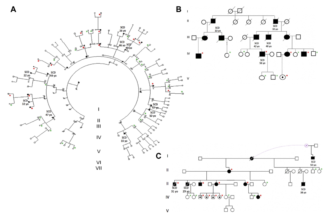 Pedigrees of 3 Spanish families with the p.S358L mutation in TMEM43. Red asterisks represent confirmed genetic carriers and green asterisks confirmed noncarriers