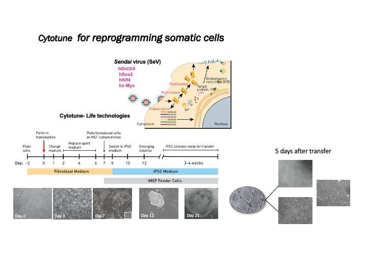 Cytotune for reprogramming somatic cells