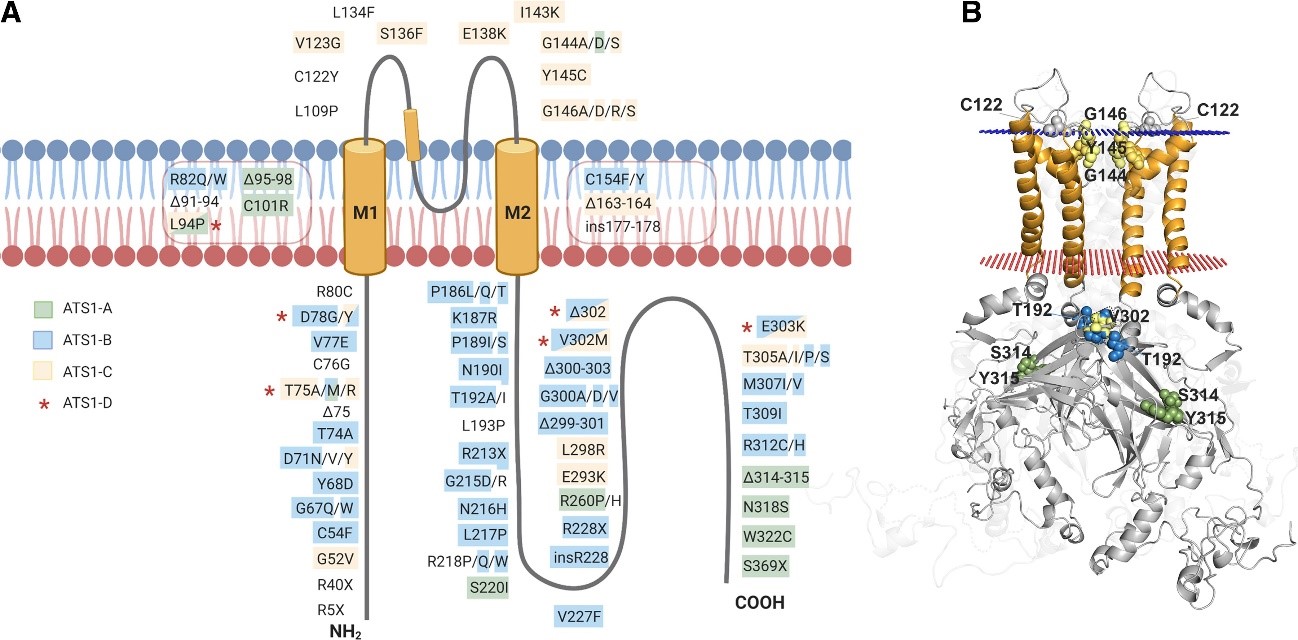 Subunidad Kir2.1 con mutaciones asociadas a ATS1 a lo largo de la estructura del canal