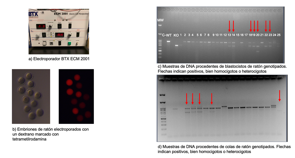 Electroporación de cigotos de ratón