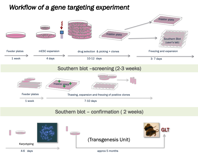 Workflow of a gene targeting experiment