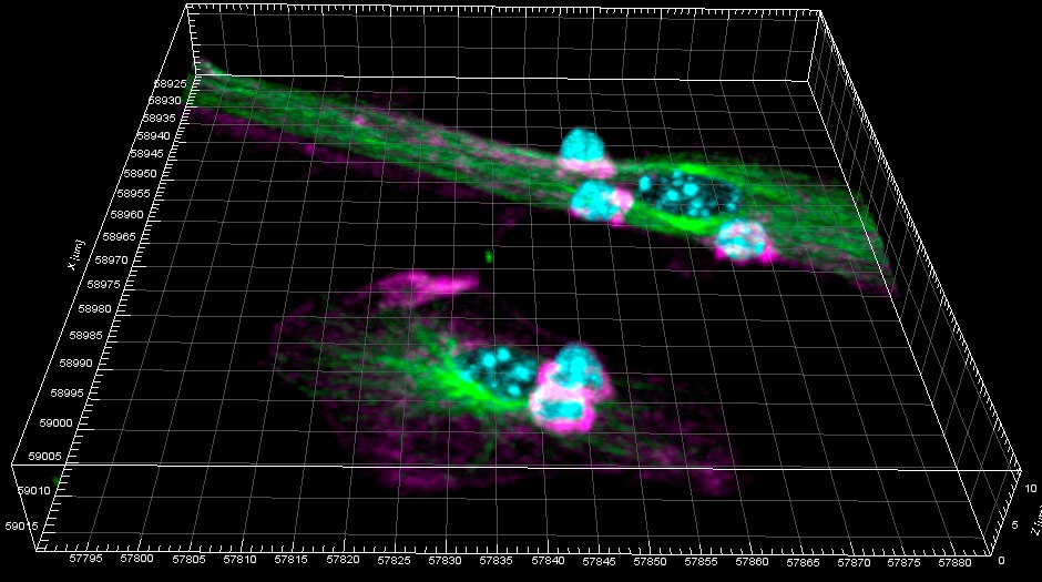 Generation of post-synaptic dendritic cells. The image shows the intimate contacts formed between dendritic cells (green) and T lymphocytes (blue and pink)