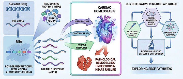 Figure 2. Schematic representing our approach to study the role of SRSF proteins in the heart.