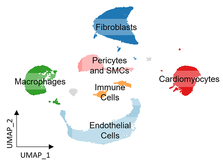 Figure 3. Mapping cellular heterogeneity in the mouse heart with snRNA-seq.