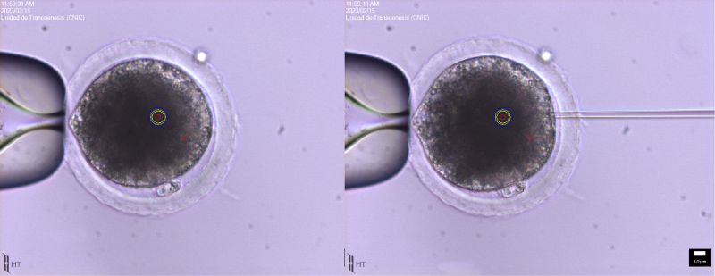 Ovocitos de cerdo en proceso de microinyección