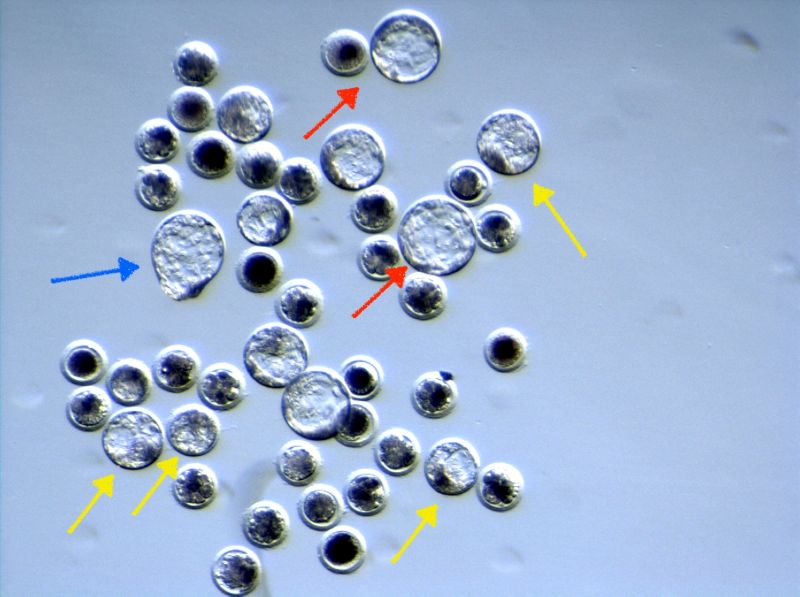 Conjunto de embriones de cerdo en un experimento de microinyección