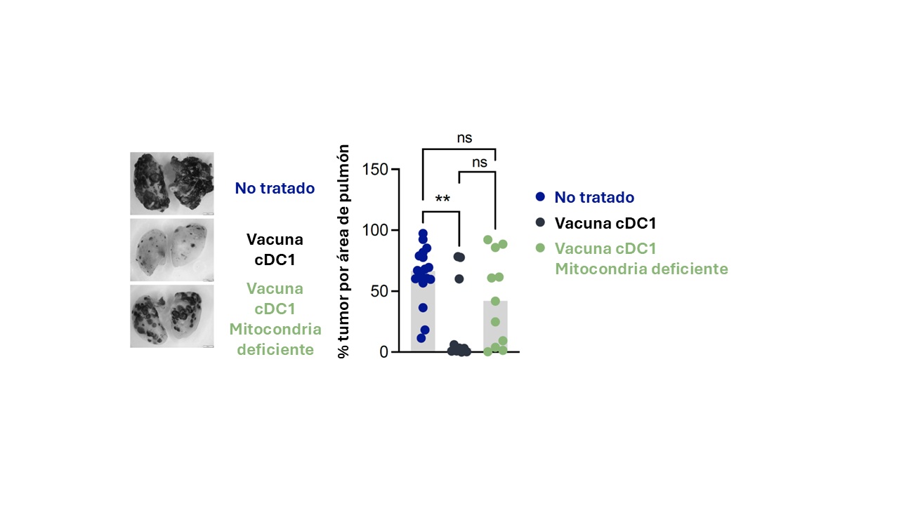 Para que la inmunoterapia antitumoral con células dendríticas (cDC1) sea óptima, es necesario que sus mitocondrias estén activas. Aunque la vacuna con cDC1 normales reduce eficazmente la metástasis de tumores B16-OVA, cuando estas células tienen mitocondrias dañadas, su eficacia contra el cáncer disminuye