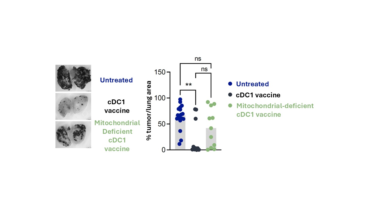 Optimal dendritic-cell-based antitumor immunotherapy with cDC1 cells requires active mitochondria. Whereas vaccination with normal cDC1 cells efficiently reduces metastasis in B16-OVA tumors, the antitumor efficacy of these cells is diminished when their mitochondria are damaged.