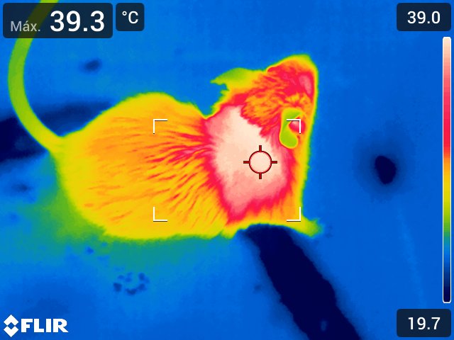 Una cámara térmica muestra el efecto de la IL-12 sobre la grasa parda en ratón.
