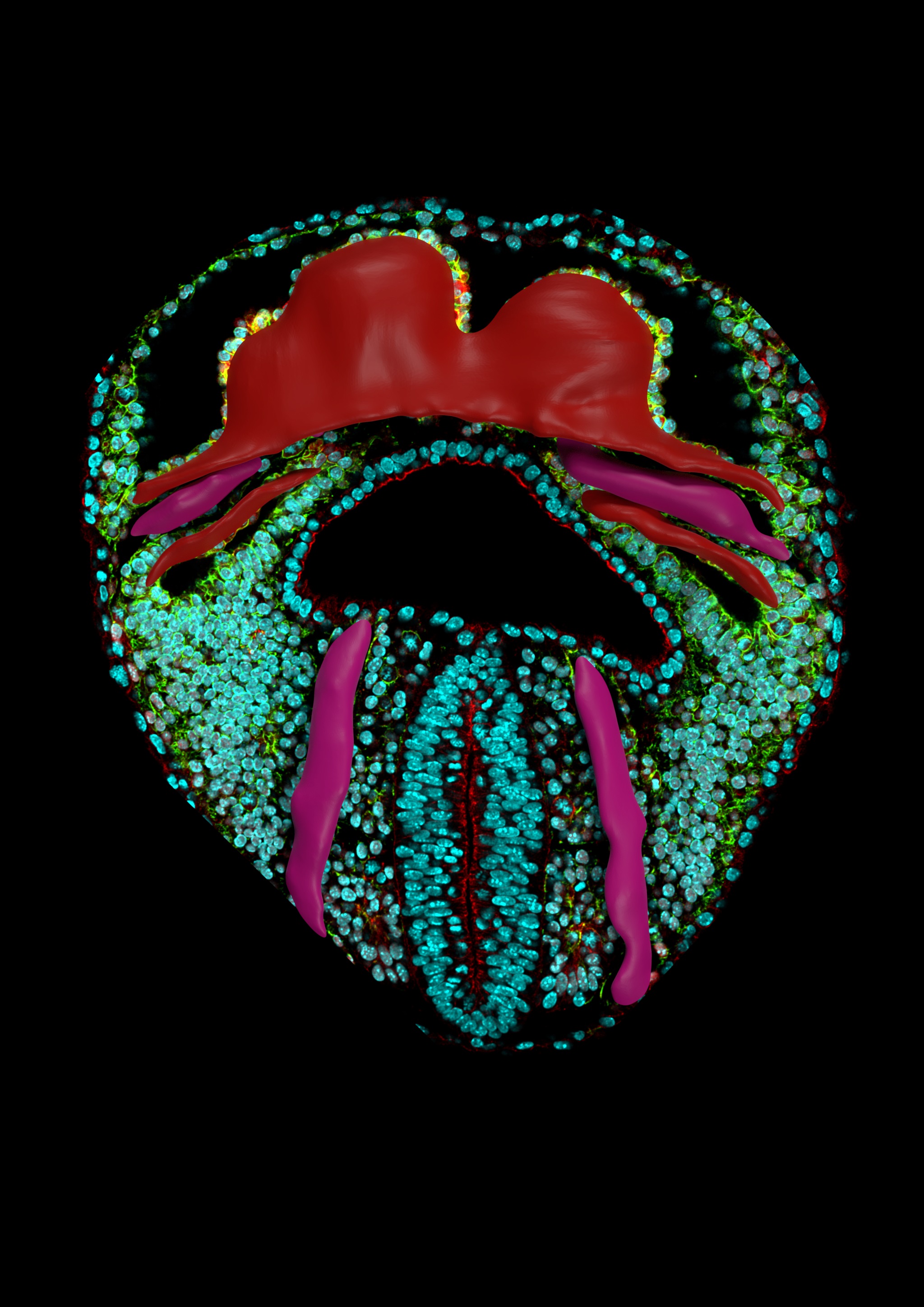 An optical section from a ventral view of a mouse embryo at embryonic day E8.0. The section is overlain with a cast of the three-dimensional shape of the forming heart (red) and the incipient circulatory system (purple).