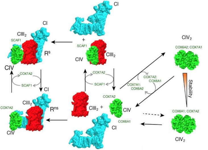 Los complejos I, III, y IV de la cadena de transporte electrónico mitocondrial se asocian formando grandes estructuras llamadas supercomplejos.  SCAF1 determina la asociación entre complejos de la cadena de transporte mitocondrial.