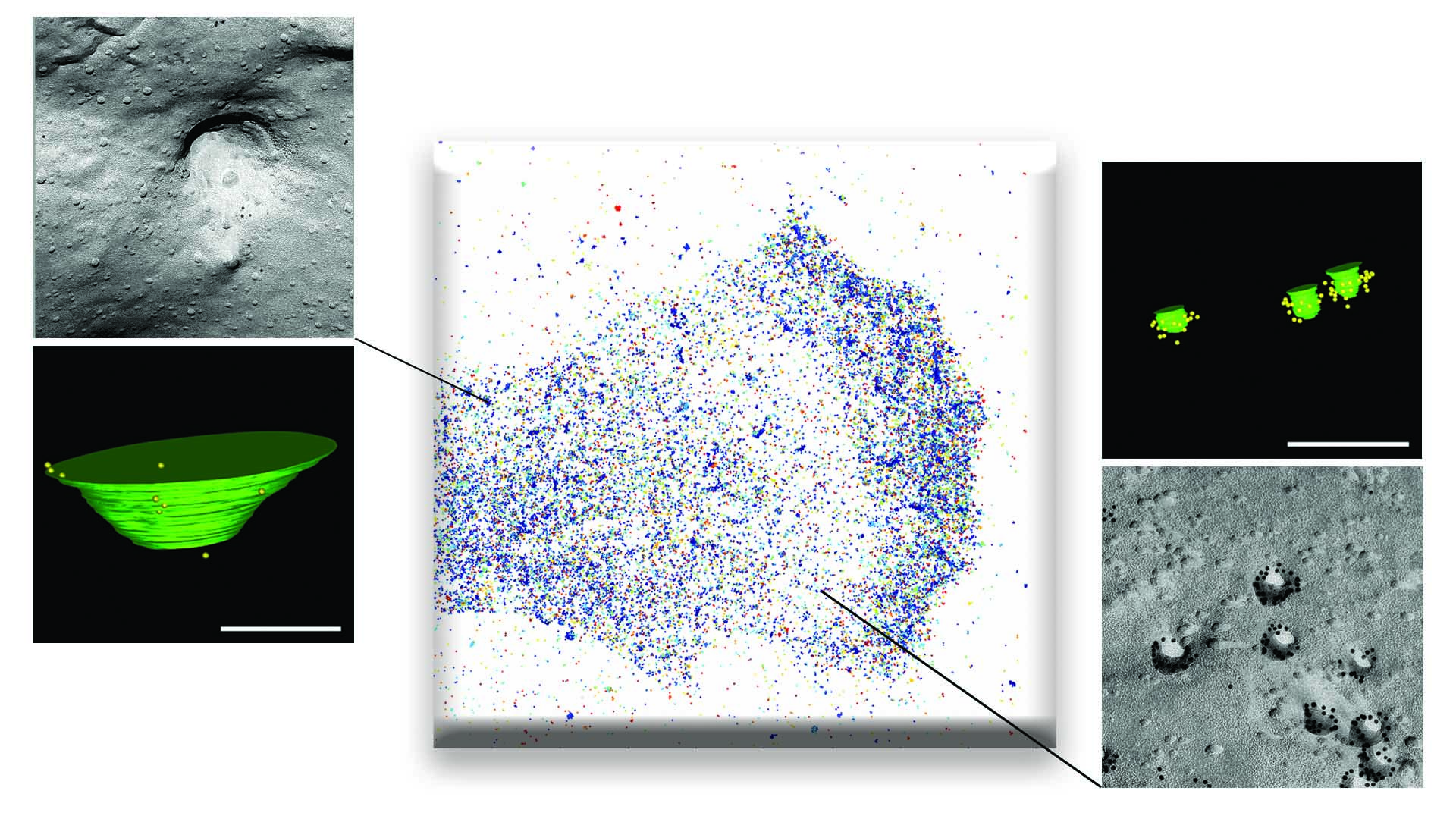 Cells use two mechanisms to detect force: one gradual and progressive mediated by newly identified large membrane depressions called dolines (left); the other abrupt, activated above a certain threshold, and mediated by minute membrane invaginations called caveolae (right).