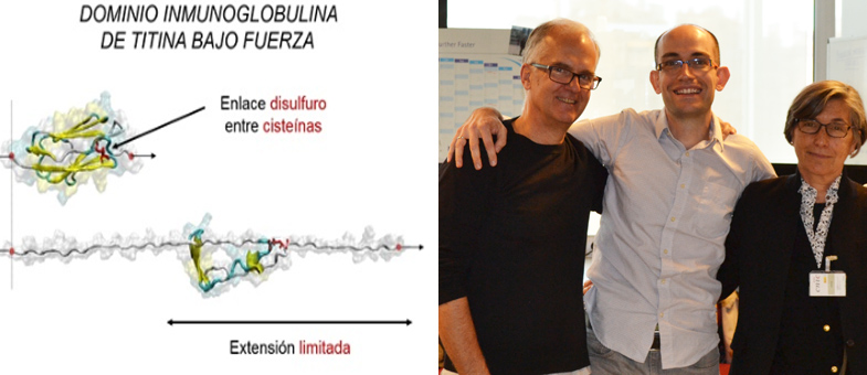 Dr. Alegre-Cebollada (center), Prof. Julio Fernández (left), and study author Carmen Badilla (right).