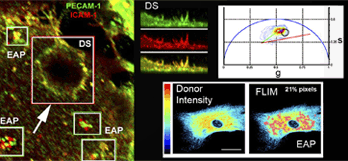 Interaction of proteins (in magenta) of Endothelial Adhesive Platforms (EAPs) at the plasma membrane detected by 2-photon phasor FLIM-FRET analysis.