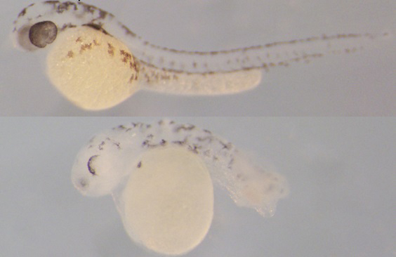 Un embrión de pez cebra salvaje (arriba) y uno con la actividad de genes tet disminuida
