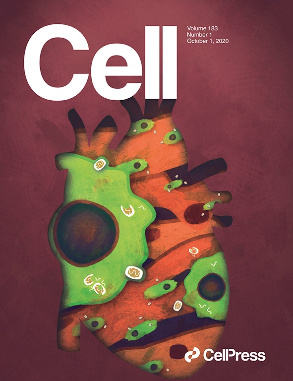 Interplay between immune cells and other organ systems governs whole-body homeostasis. In this issue, Nicolás-Ávila et al. (94–109) show that macrophages have a role in clearing damaged mitochondria and other debris from surrounding cardiomyocytes to preserve heart function. The cover image is an artistic representation of a mammalian heart surrounded by macrophages engaged in this activity, emphasizing the prevalence of macrophages in the heart, their intimate interaction with cardiac cells, and their importance for preserving heart function. Image credit: Juan Manuel García.