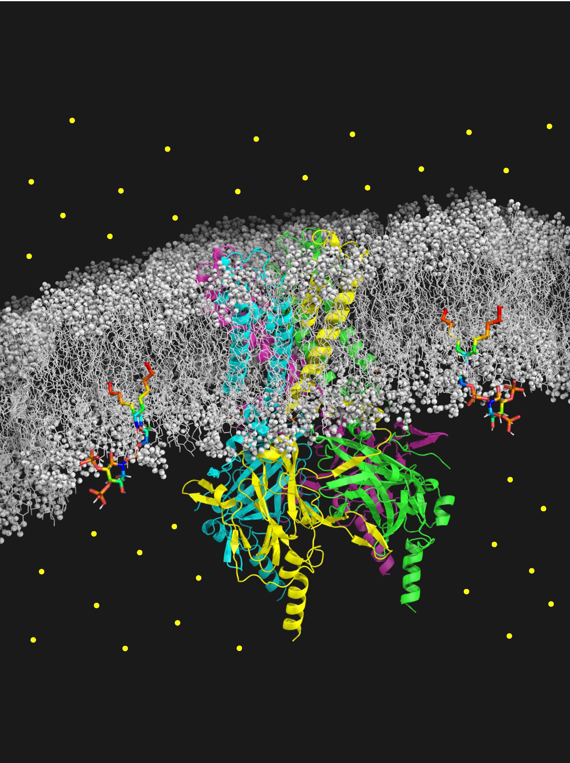 Representación esquemática del canal mutante Kir2.1 incrustado en una bicapa lipídica, ilustrando la capacidad de unión reducida del canal Kir2.1C122Y a las moléculas PIP2 coloreadas como un arco iris. Los puntos amarillos simbolizan los iones K+ (potasio).