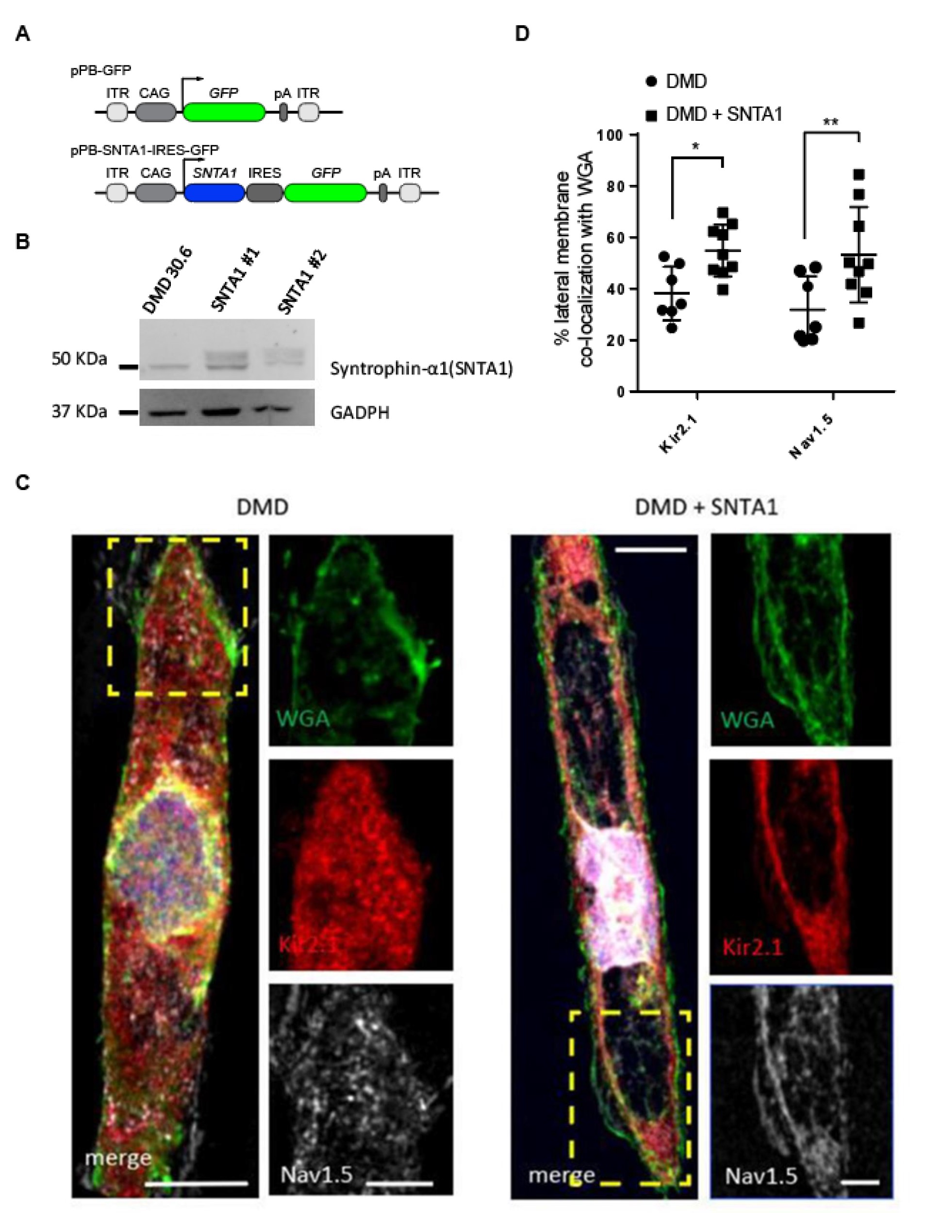 La terapia con el gen de la sintrofina-α restaura la expresión de canales de sodio y de potasio en la membrana celular, y así rescata la función eléctrica y previene las arritmias en los cardiomiocitos derivados de células madre inducidas a la pluripotencia de pacientes con Distrofia Muscular de Duchenne