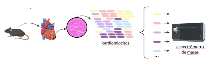 Proteómica de célula única para estudiar cardiomiocitos individuales en corazón.