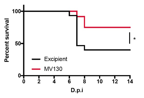Ratones transgénicos K18-hACE2 recibieron excipiente o MV130 por vía intranasal durante dos semanas. Una semana después de la última administración, los ratones fueron infectados con 104 PFU de SARS-CoV-2 (cepa MAD6). Se siguió la supervivencia de los ratones en respuesta a la infección y se indica el porcentaje de supervivencia. Se realizaron dos experimentos independientes (n=15 excipiente; n=12 MV130). D.p.i.: días tras la infección. *p<0.05, Mantel-Cox test.