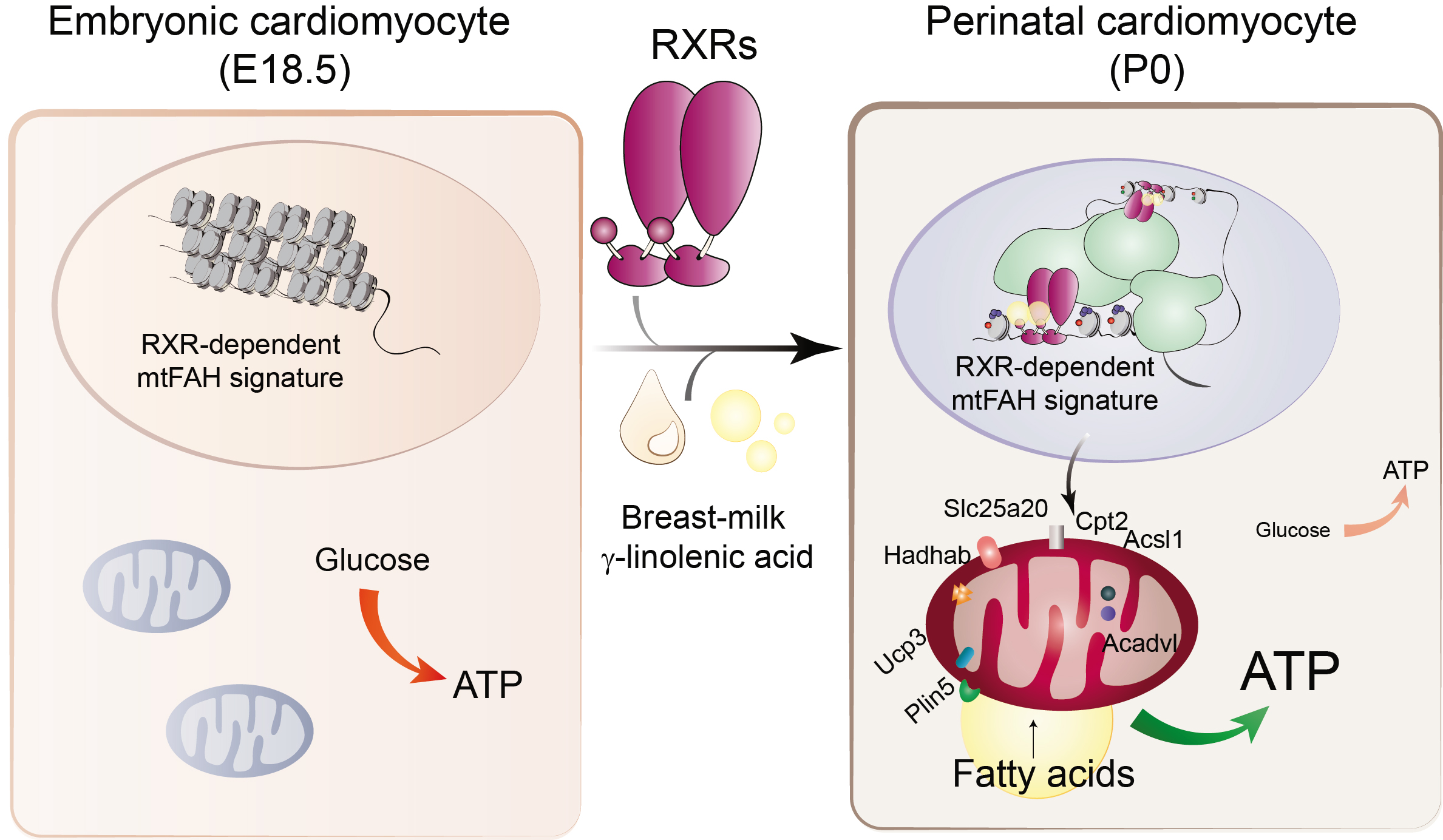 After birth, GLA activates RXR in the postnatal cardiomyocytes. This results in the activation of genetic programs that ensure that the cardiomyocyte mitochondria mature and use lipids as the energy source for the generation of ATP. This metabolic adaptation makes sure that the myocardium is provided with enough energy to sustain the heartbeat outside the womb, thus ensuring postnatal survival.