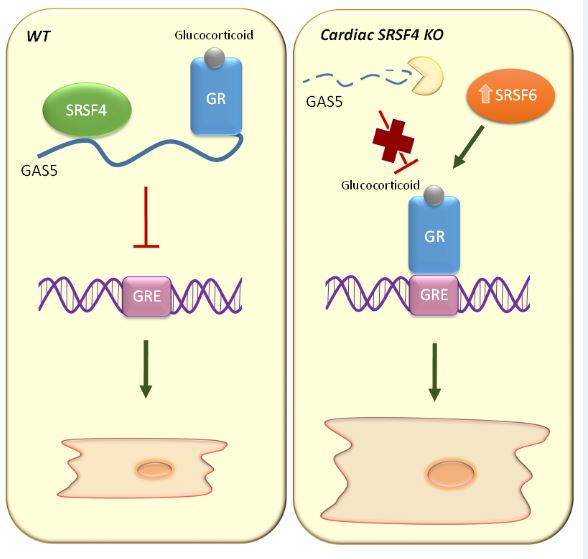 Izquierda, en ratones ‘wild type’ (sin modificación genética), SRSF4 estabiliza el ARN no codificante GAS5, que a su vez inhibe el receptor de glucocorticoides (GR). Derecha, en ausencia de SRSF4, GAS5 se degrada y el receptor de glucocorticoides se activa y se une al ADN para promover la activación de genes implicados en hipertrofia cardiaca. La pérdida de SRSF4 produce un aumento de una segunda proteína de la familia SR, SRSF6, que también contribuye a esta respuesta hipertrófica.