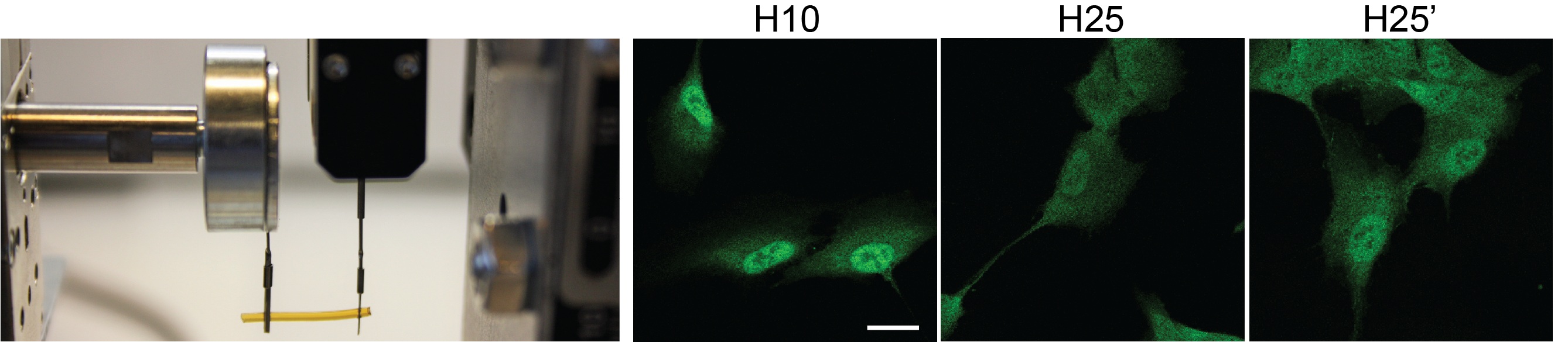 Biomaterial proteico, en naranja, colocado entre las pinzas de una máquina de tracción universal utilizada en la caracterización de propiedades mecánicas. Biomaterial y máquina diseñados en CNIC (izquierda). Imágenes de inmunofluorescencia de células de retina humana, dónde se muestra la localización nuclear y citoplásmatica de la proteína YAP (verde) en función de las propiedades mecánicas del material utilizado como matriz extracelular (derecha).