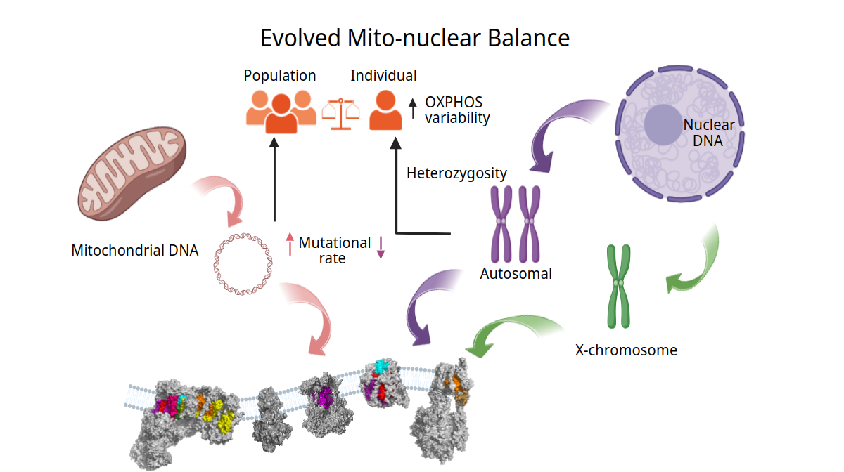 An evolutionary analysis of the OxPhos system reveals the adaptive diversity of each respiratory complex, shaped by the interaction between proteins encoded by mitochondrial and nuclear DNA.