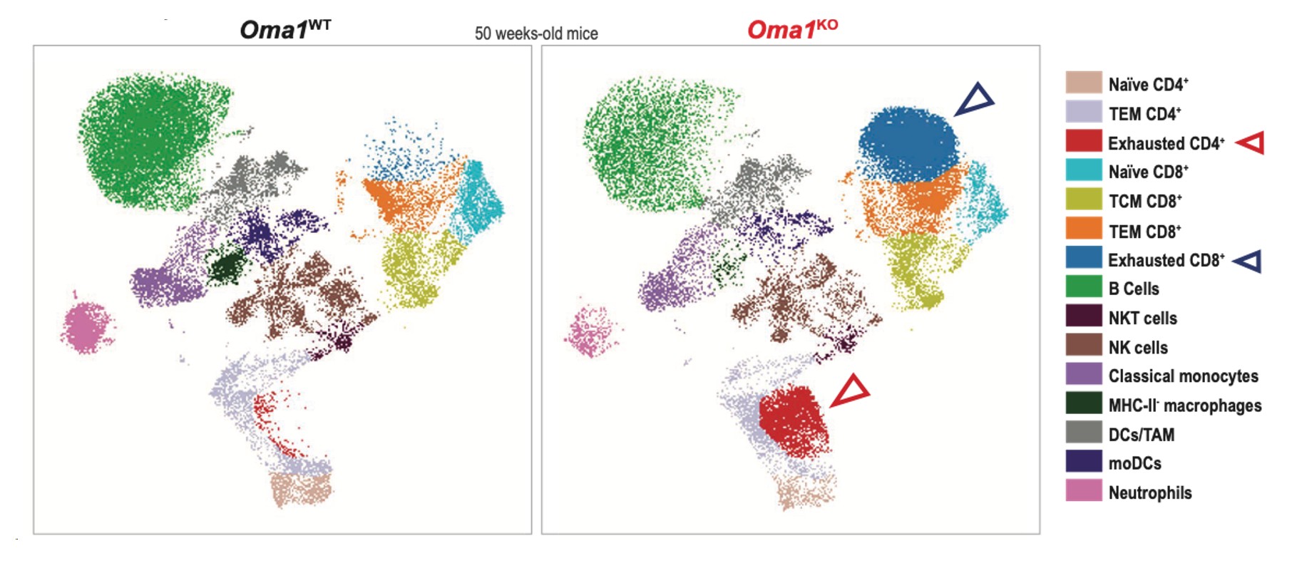 OMA1 frena el agotamiento del sistema inmune en el hígado en ratones. 