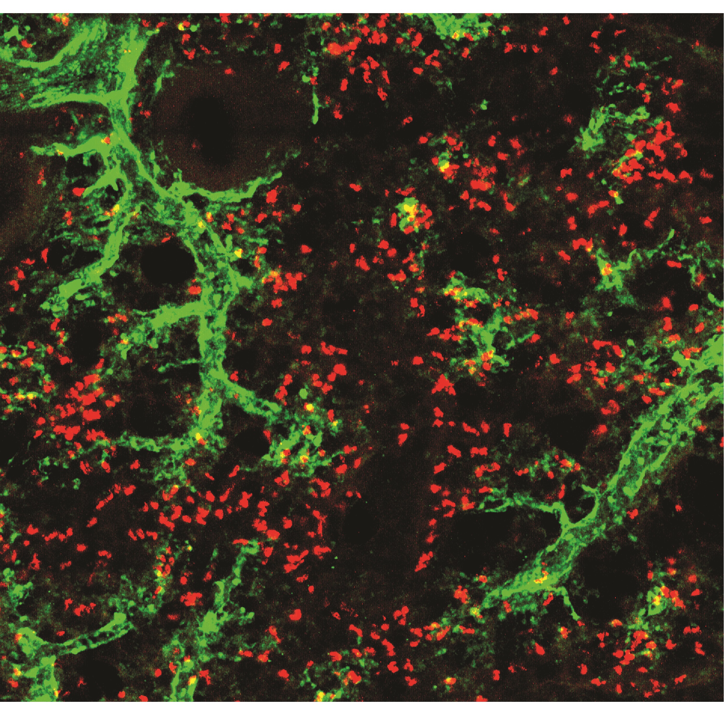 st external pathogens, providing protection against microorganisms that cause disease, while also helping to repair injuries such as wounds and bone 