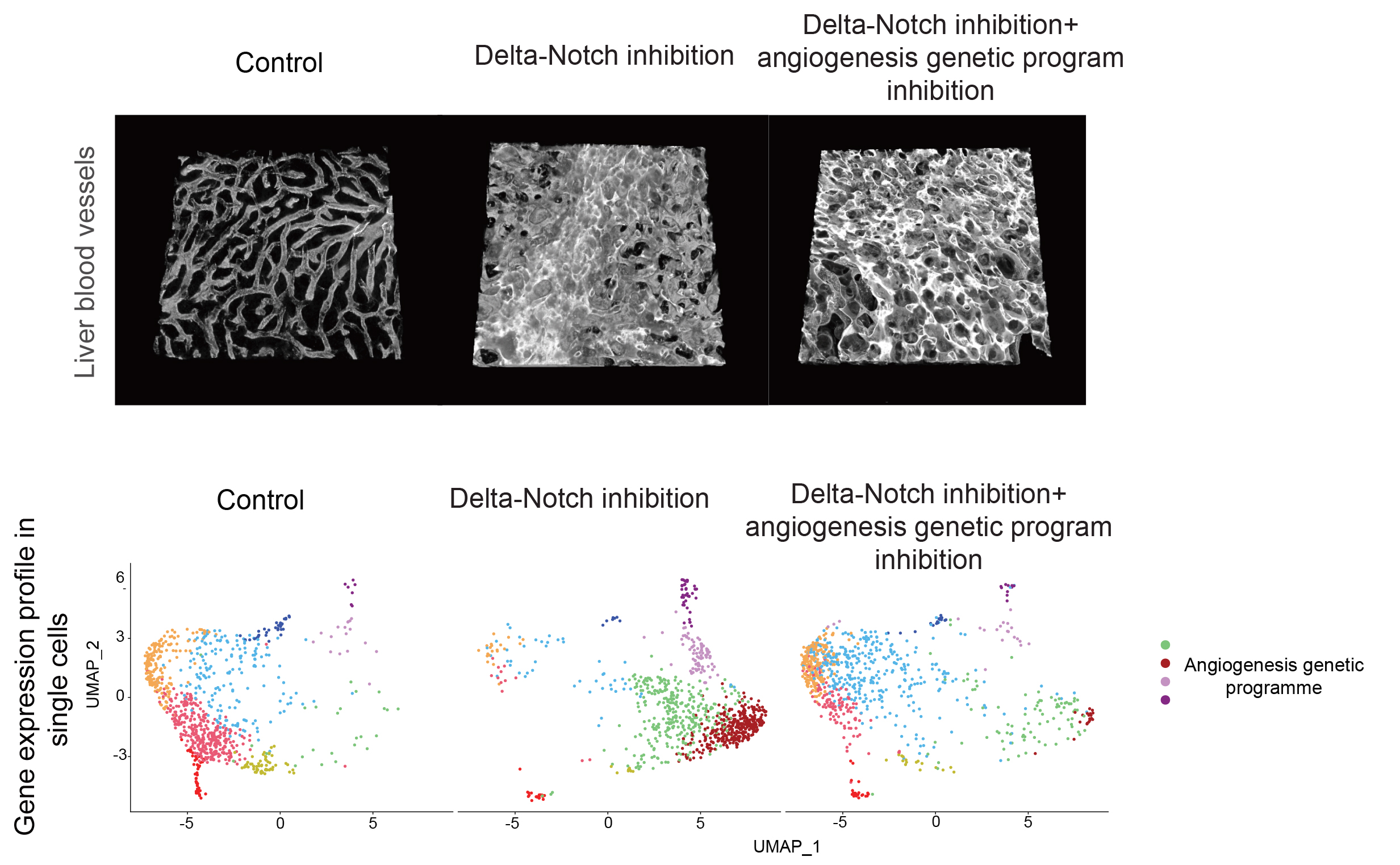 Drugs that inhibit Delta-Notch signaling trigger significant alterations in vascular architecture and induce the expression of genes involved in angiogenesis. The changes in vascular architecture do not disappear when expression of the angiogenesis-related genes is blocked.