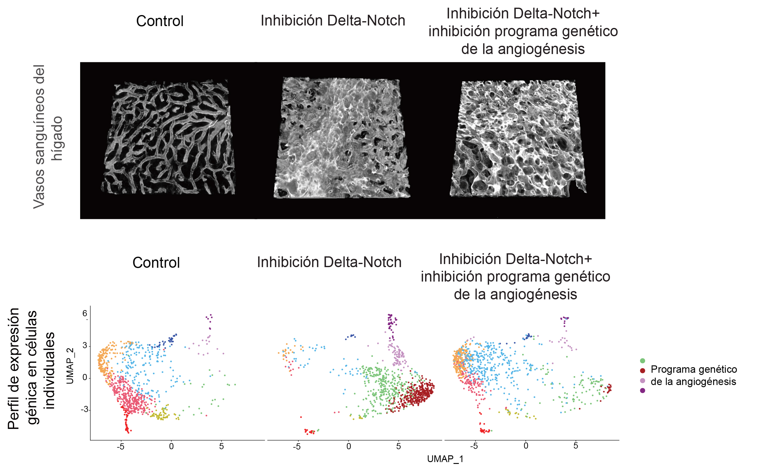 El uso de compuestos farmacológicos que inhiben Delta-Notch produce cambios significativos en la arquitectura vascular y una activación en la expresión de genes relacionados con la angiogénesis. Estos cambios en la arquitectura vascular no desaparecen si se inhibe la expresión de genes relacionados con la angiogénesis.