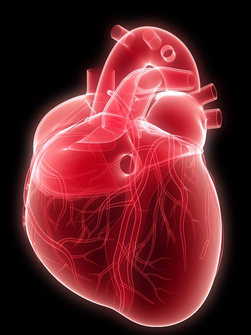 Quirónprevención ha llegado a un acuerdo con el Centro Nacional de Investigaciones Cardiovasculares (CNIC) 