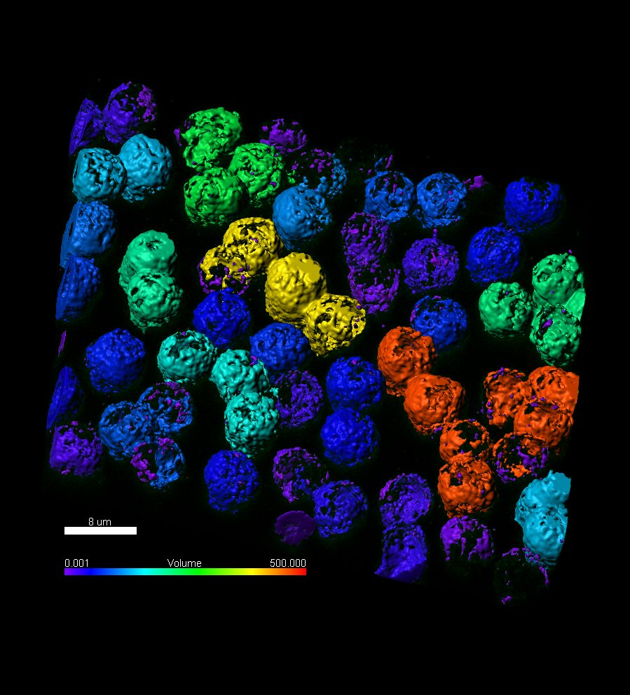 Proteína HS1 en células B humana determinada con Nanoscopía 3D-STED @CNIC