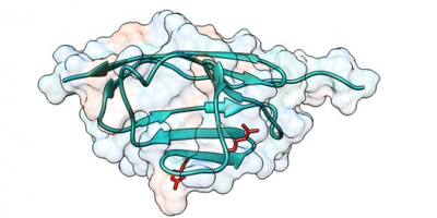 Scheme of a cMyBP-C region in which mutations cause amino-acid changes that alter the mechanical properties of the protein. The positions of the affected amino acids are shown in red.  