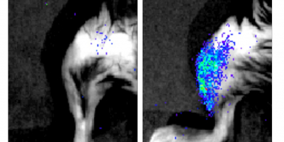 Las células senescentes (mostradas por luminiscencia) aparecieron en el hombro de ratón después de la lesión