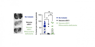 Figura Para que la inmunoterapia antitumoral con células dendríticas (cDC1) sea óptima, es necesario que sus mitocondrias estén activas. Aunque la vacuna con cDC1 normales reduce eficazmente la metástasis de tumores B16-OVA, cuando estas células tienen mitocondrias dañadas, su eficacia contra el cáncer disminuye