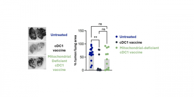 Figure Optimal dendritic-cell-based antitumor immunotherapy with cDC1 cells requires active mitochondria. Whereas vaccination with normal cDC1 cells efficiently reduces metastasis in B16-OVA tumors, the antitumor efficacy of these cells is diminished when their mitochondria are damaged.
