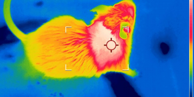 Una cámara térmica muestra el efecto de la IL-12 sobre la grasa parda en ratón.