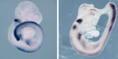 Embrión de ratón con el gen Hoxb1 expresado de forma normal (izquierda) y embrión de ratón donde se expresa fuera de lugar (derecha) por la acción de Oct4