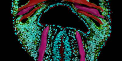 An optical section from a ventral view of a mouse embryo at embryonic day E8.0. The section is overlain with a cast of the three-dimensional shape of the forming heart (red) and the incipient circulatory system (purple).