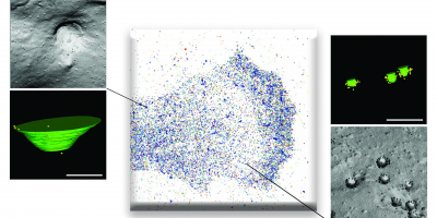 Cells use two mechanisms to detect force: one gradual and progressive mediated by newly identified large membrane depressions called dolines (left); the other abrupt, activated above a certain threshold, and mediated by minute membrane invaginations called caveolae (right).