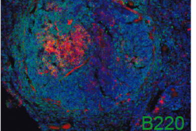Germinal center response (red) in the spleen of an atherosclerosis-prone mice.