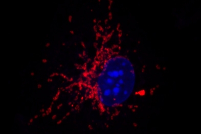 Tinción de mitocondrias (rojo) en macrófagos (núcleo en azul) estimulados con bacterias. Fuente: Michel Enamorado (CNIC).