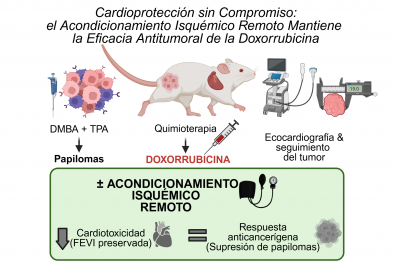Esquema del estudio y principales resultados. En un modelo de cáncer de piel en ratón tratado con doxorrubicina, el acondicionamiento isquémico remoto protegió el corazón frente a la cardiotoxicidad de la quimioterapia, manteniendo la función cardíaca, sin reducir su eficacia antitumoral