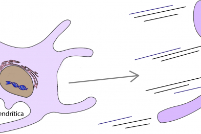 La célula dendrítica “presenta” el agente externo al linfocito T, preparándolo para una respuesta efectiva contra ese agente (izquierda). Igualmente, este proceso prepara a la célula dendrítica a nivel genético y epigenético contra futuras amenazas al organismo, aumentando su movilidad hacia los centros de control del sistema inmune (derecha).