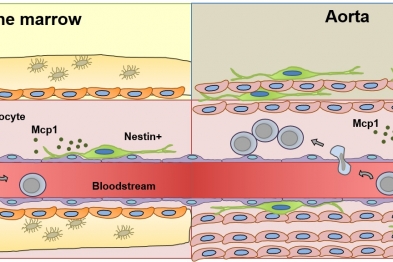 Nestin+ cells in the bone marrow and the aorta. The schemes represent the traffic of inflammatory cells, mostly monocytes, in both tissues. The results of the Nature Communications study could help in the search for new treatments for atherosclerosis. 